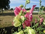 Stockros&nbsp;&nbsp;
&nbsp;&nbsp;
2026-07-15 Stockros_0066