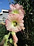 Stockros&nbsp;&nbsp;
&nbsp;&nbsp;
2026-07-15 Stockros_0070