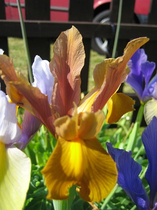 Iris 
