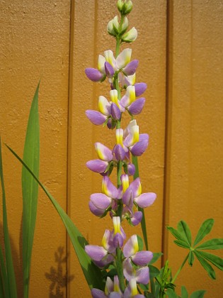 Lupin 
