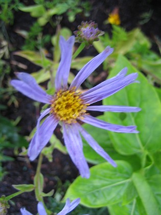 Aster