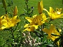  (2006 2006-07-02 Bild 039)