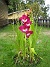 Gladioler  
  
2006 2006-08-19 bild 01