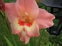 Gladioler