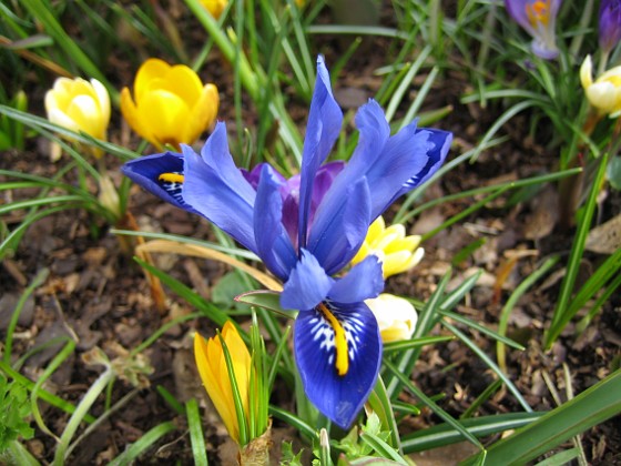 Iris med Krokus i bakgrunden 
