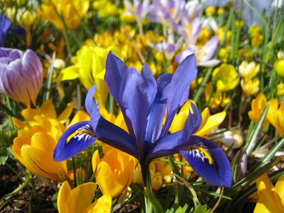 En Iris med en massa krokus i bakgrunden.  
  
2007 2007-03-17 Bild 036  
Granudden  
Färjestaden  
Öland