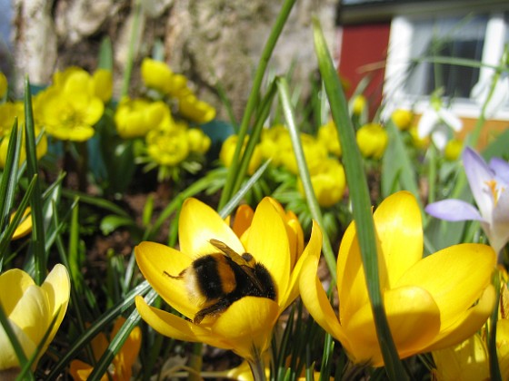 Humla 
En Humla samlar nektar i en Krokus. Han var så upptagen att han inte brydde sig om mej.