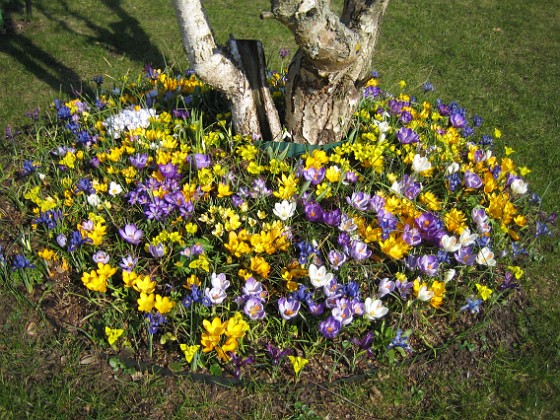 Krokus 
Runt Björken har jag flera hundra krokusar.