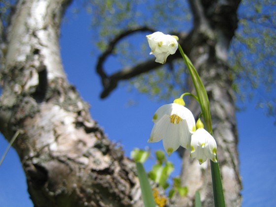 Sommarsnöklocka 
