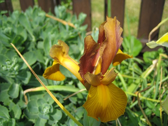 Iris 
