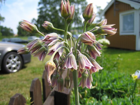 Honungslök, Nectaroscordum Siculum  
  
2007 2007-06-10 Bild 025  
Granudden  
Färjestaden  
Öland