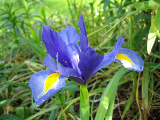 Iris 
