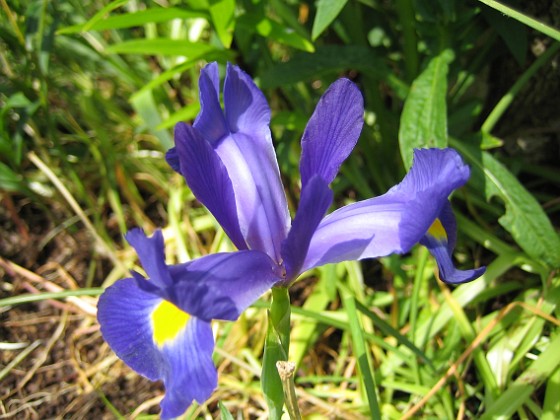 Iris 
