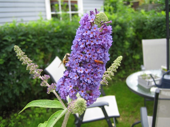 Fjärilsbuske Buddleia Davidii