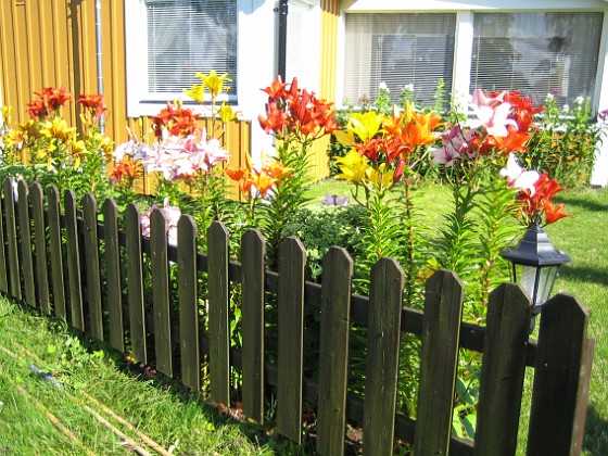 Mina vackra liljor vid staketet