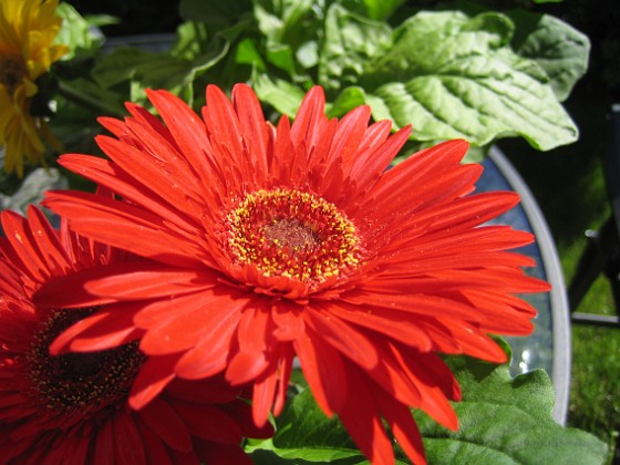 Gerbera 
