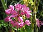  (2007 2007-06-10 Bild 006)