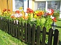 Mina vackra liljor vid staketet  
  
2007 2007-07-18 Bild 088