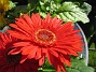 Gerbera