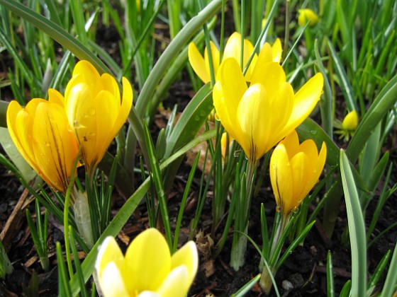 Krokus  
  
2008 2008-03-01 Bild 028  
Granudden  
Färjestaden  
Öland