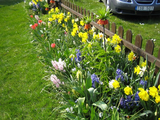 Narcisser, Hyacinter & Kejsarkronor.  
  
2008 2008-04-26 Bild 014  
Granudden  
Färjestaden  
Öland