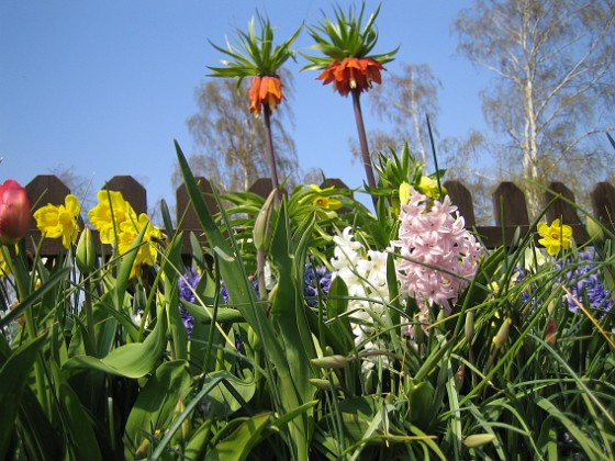 Kejsarkrona, Hyacinter och Narcisser.