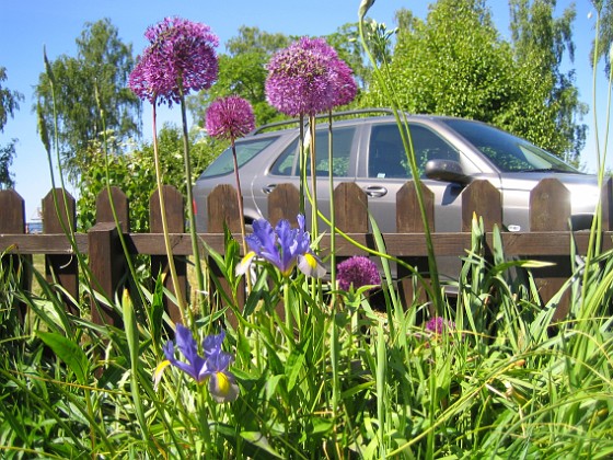 Allium 'Purple Sensation' 
