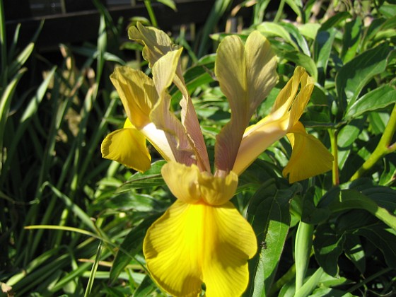 Iris 
