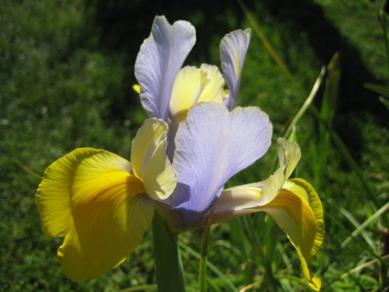 Iris 
