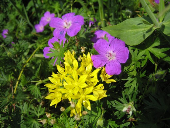 Allium och Blodnäva. 
