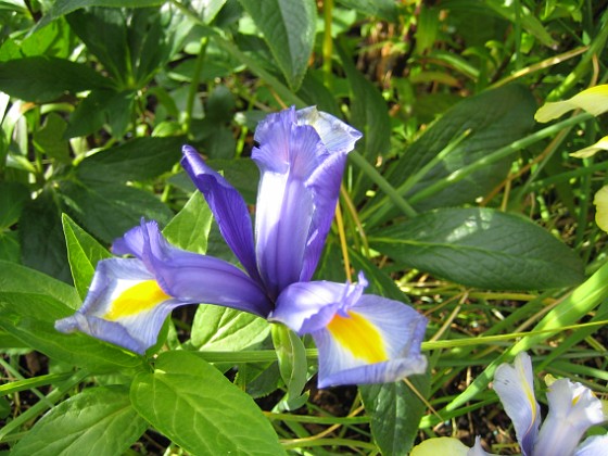 Iris  
  
2008 2008-06-20 Bild 034  
Granudden  
Färjestaden  
Öland