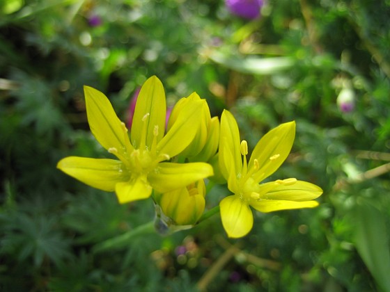 Allium  (Guldlök)