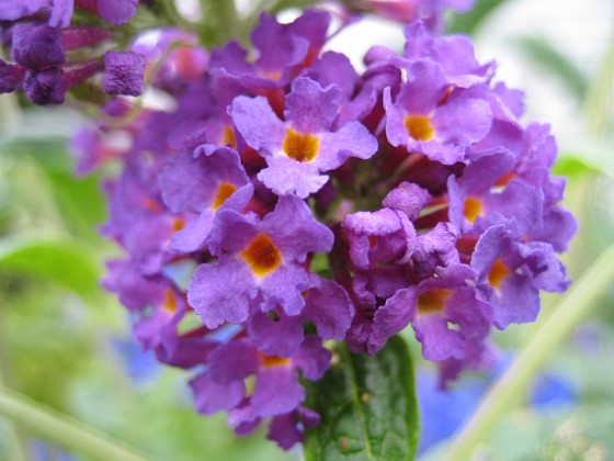 Fjärilsbuske, Buddleja  
  
2008 2008-07-16 Bild 031  
Granudden  
Färjestaden  
Öland