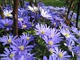  (2008 2008-04-26 Bild 008)