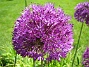 Allium 'Purple Sensation'  
  
2008 2008-06-01 Bild 008