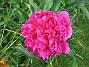  (2008 2008-06-20 Bild 006)