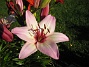  (2008 2008-07-04 Bild 008)