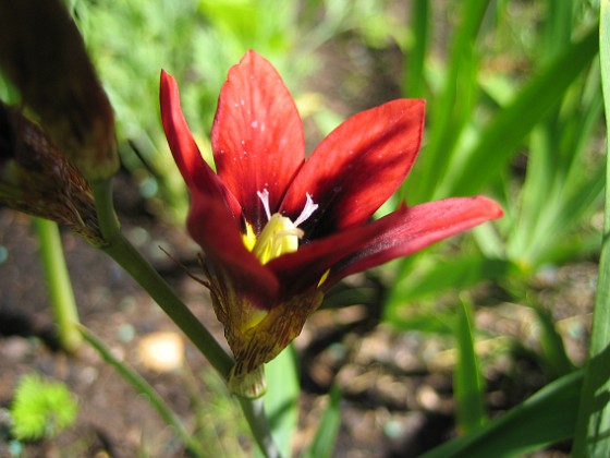 Harlekinblomster 
