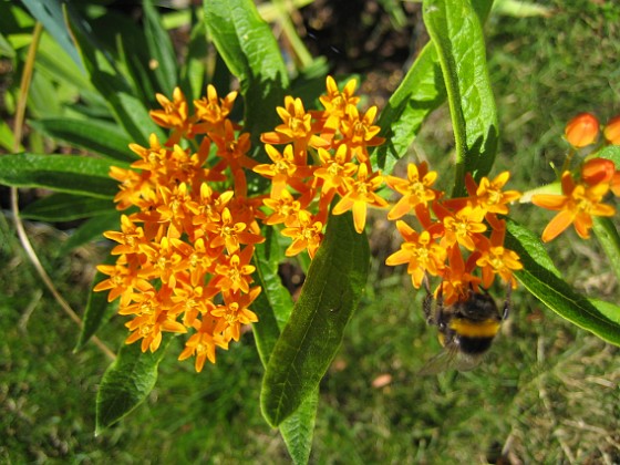 Orange Sidenört 
