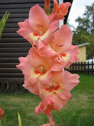 Gladioler 
