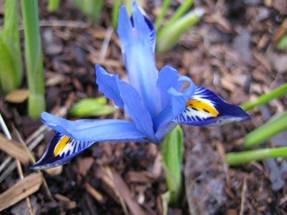 Iris  
  
Favs 2007-03-11 Bild 007  
Granudden  
Färjestaden  
Öland