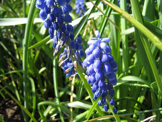 Pärlhyacint  
  
Favs 2007-05-05 Bild 042  
Granudden  
Färjestaden  
Öland
