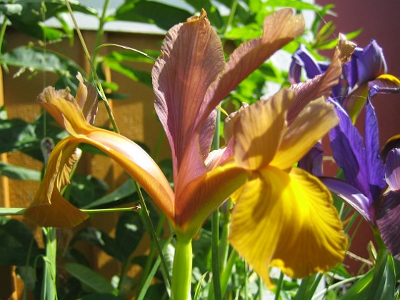 Iris  
  
Favs 2007-06-20 Bild 004  
Granudden  
Färjestaden  
Öland