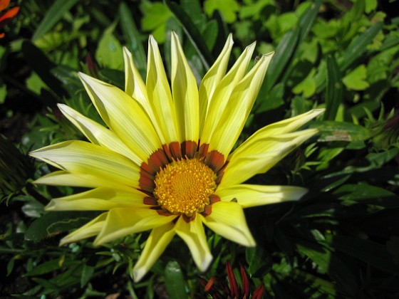 Gazania  
  
Favs 2007-07-18 Bild 011  
Granudden  
Färjestaden  
Öland