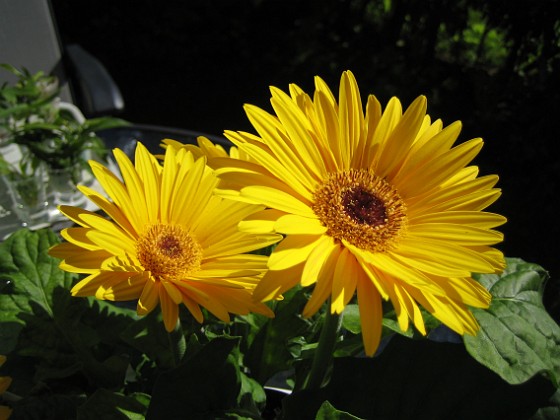 Gerbera 
