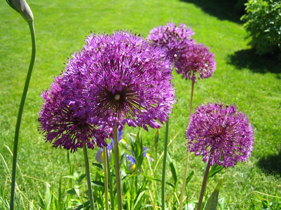 Allium 'Purple Sensation' 
