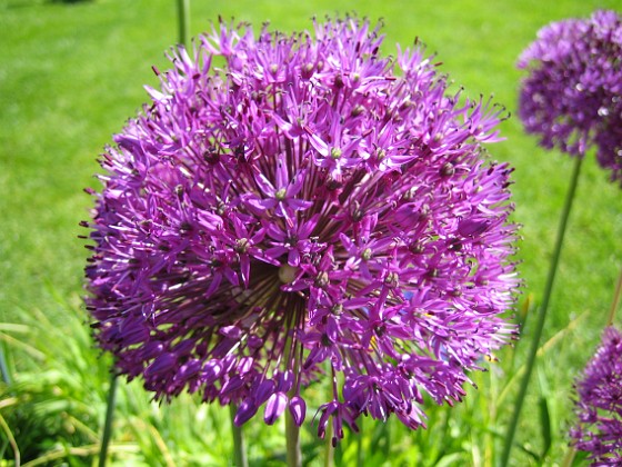 Allium 'Purple Sensation'  
  
Favs 2008-06-01 Bild 008  
Granudden  
Färjestaden  
Öland