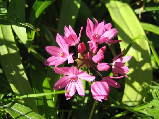 Allium (Berglök) 
