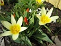  (Favs 2006-04-23 Bild 024)