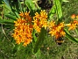 (Favs 2006-08-05 Bild 008)